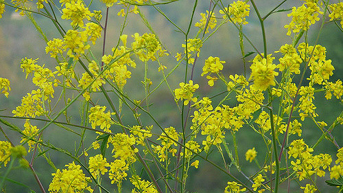 Yellow mustard flowers
