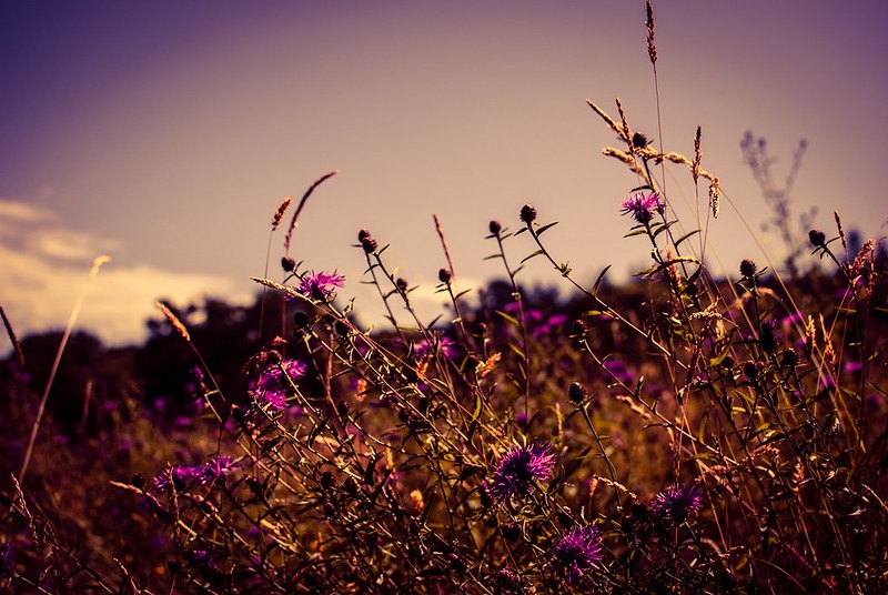 Cornucopia. Wildflowers in a field. 