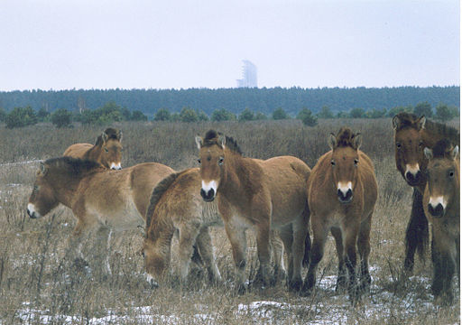 Horses in Chernobyl 