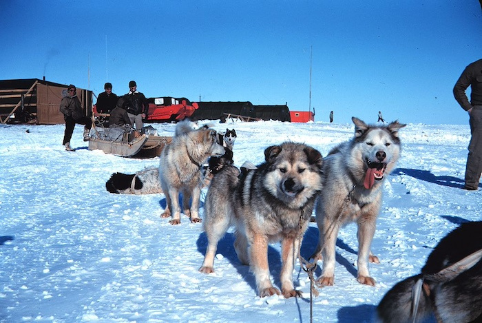 A pack of sled dogs stand in the snow.