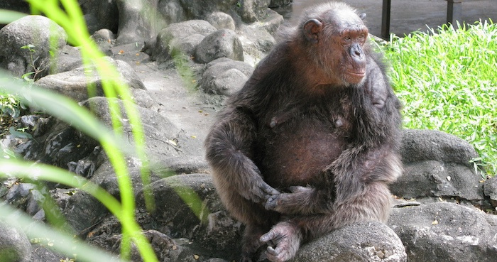 A chimpanzee sits on a rock formation in an enclosure. 