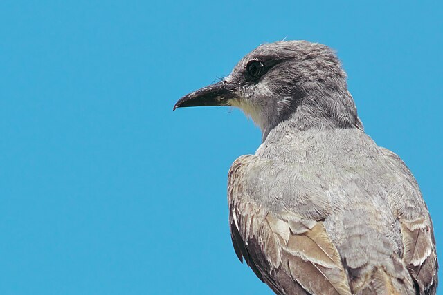 An side-back profile of a gray colored bird with one black eye and black beak visible, against a background of blue sky.