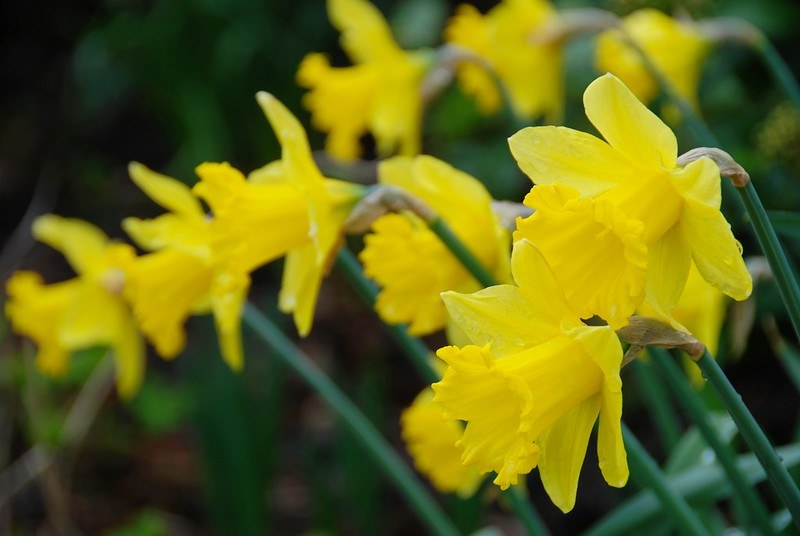 "A Host of Golden Daffodils"