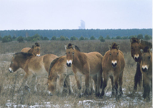 Horses in Chernobyl Horses in Chernobyl