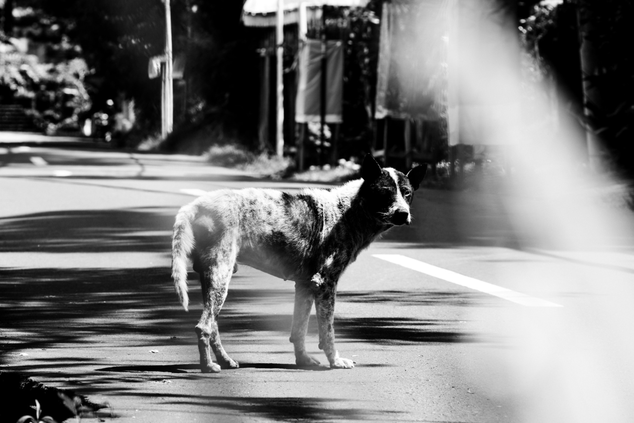 A black and white image of a pensive looking dog. Photo by Mark Chaves on Unsplash
